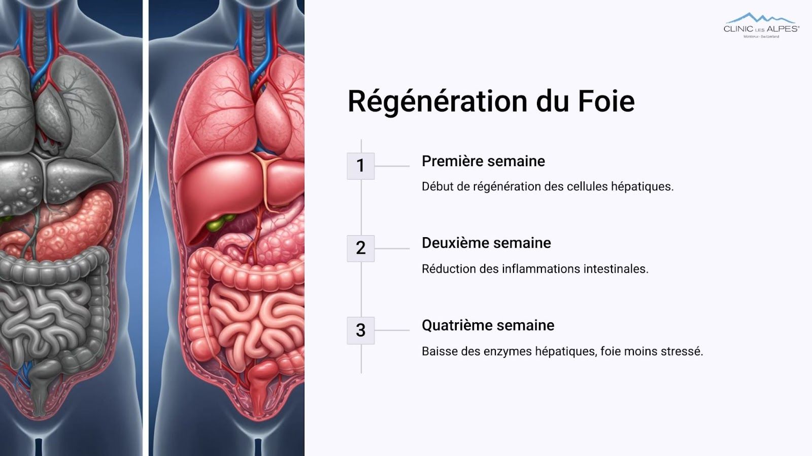 Régéneration du foie